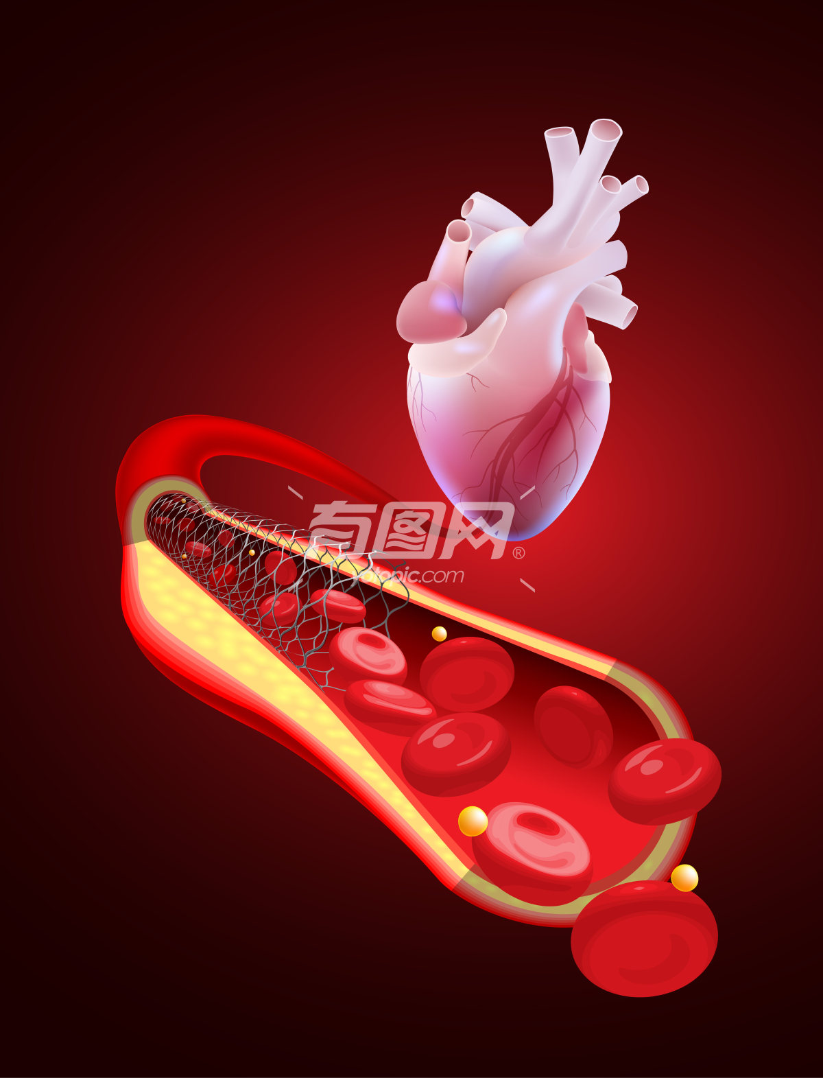 心血管系统的插图