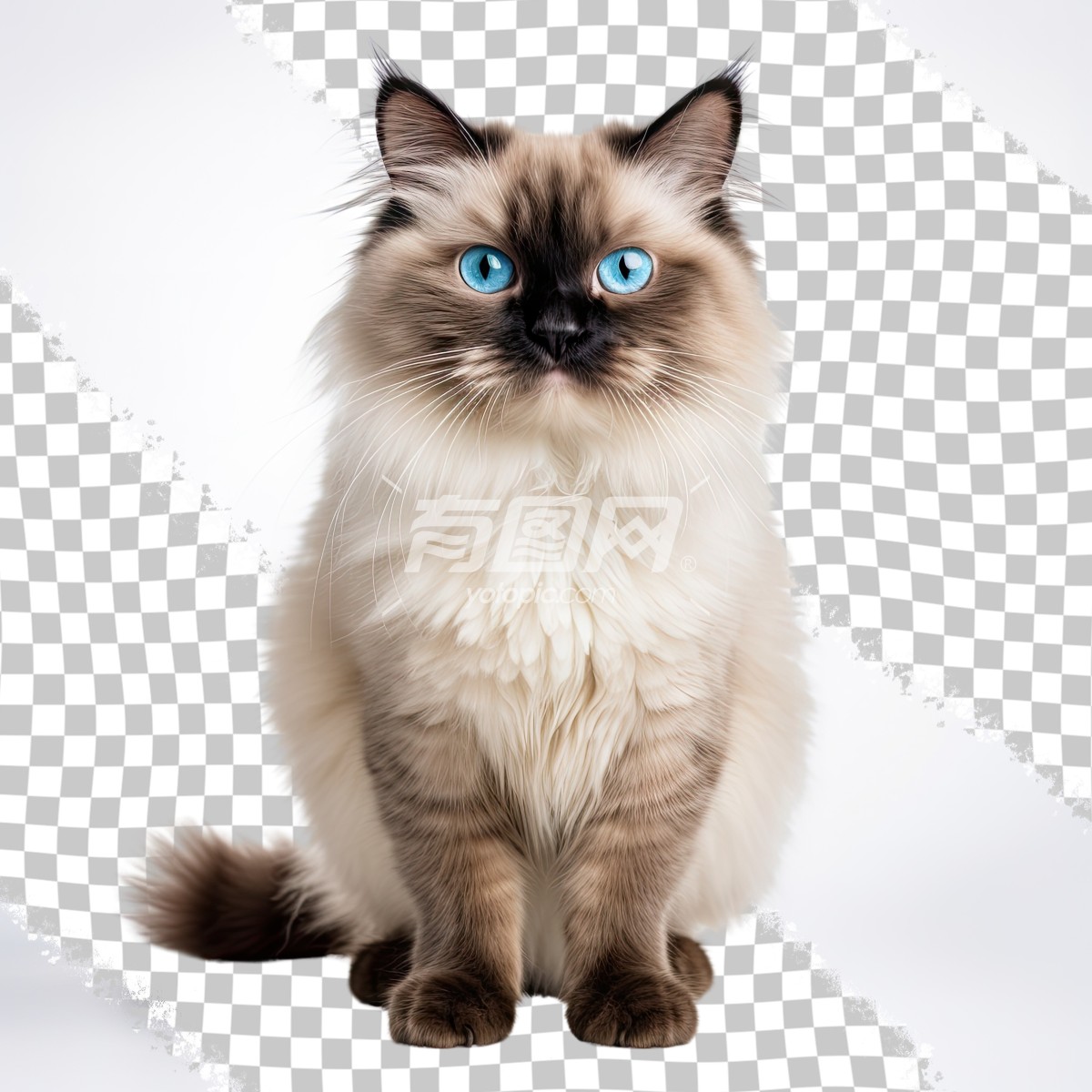 蓝眼猫坐姿肖像