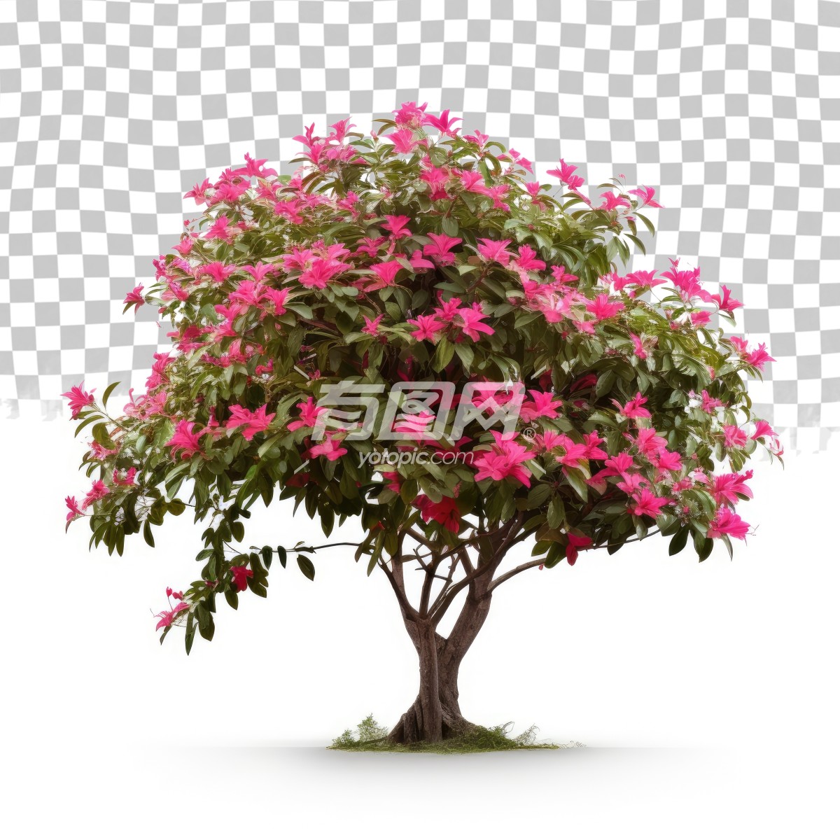开满粉色花朵的树