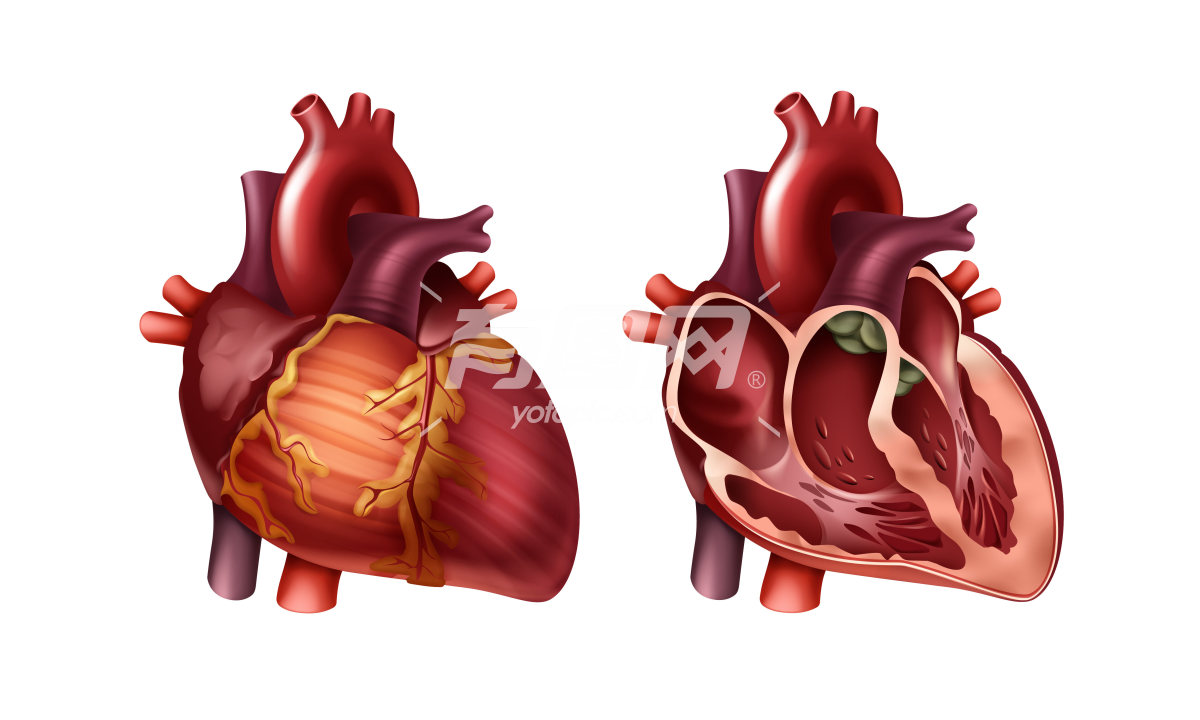 心脏的内部结构