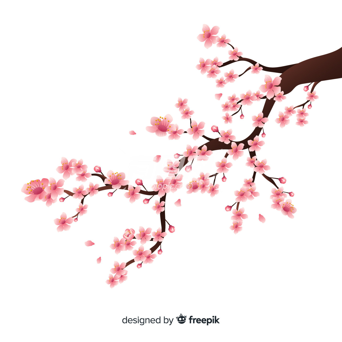 一枝盛开的樱花