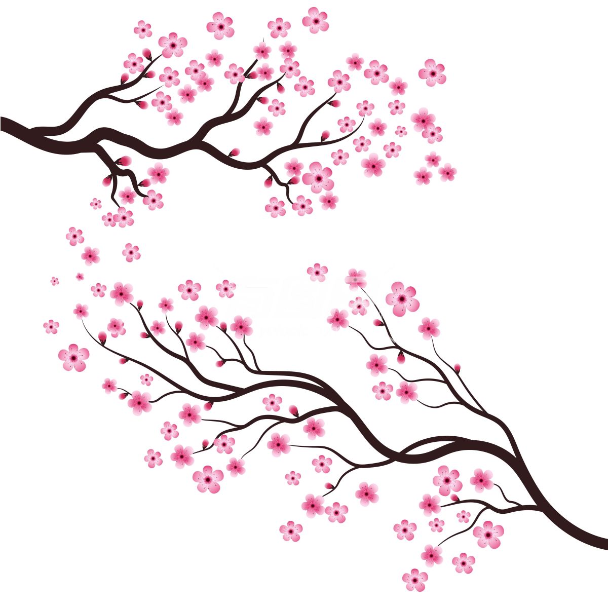 樱花树的插画