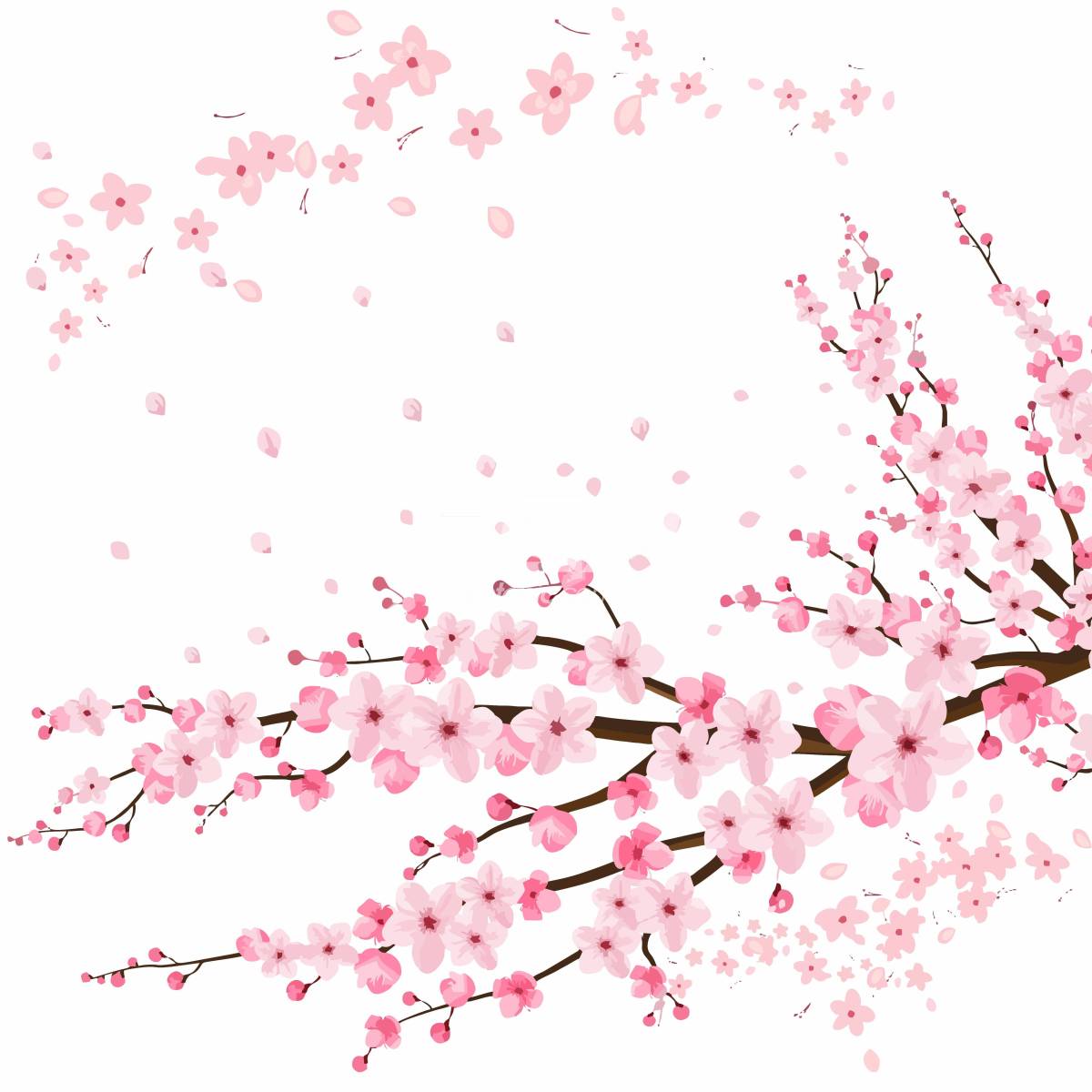 描绘樱花树的插画