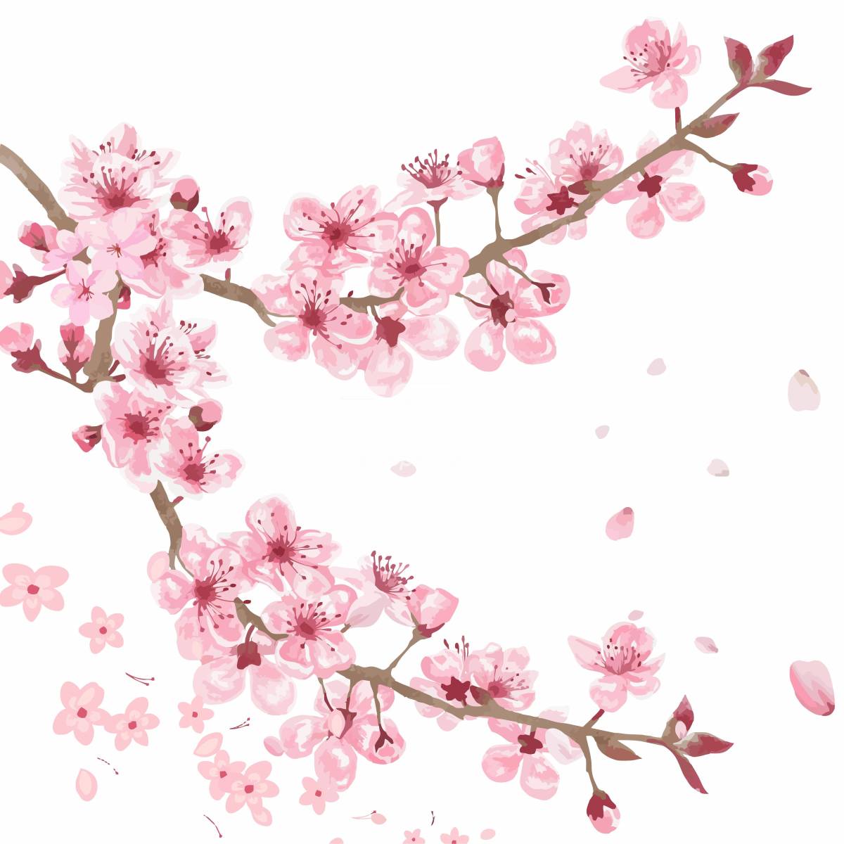 樱花树插画