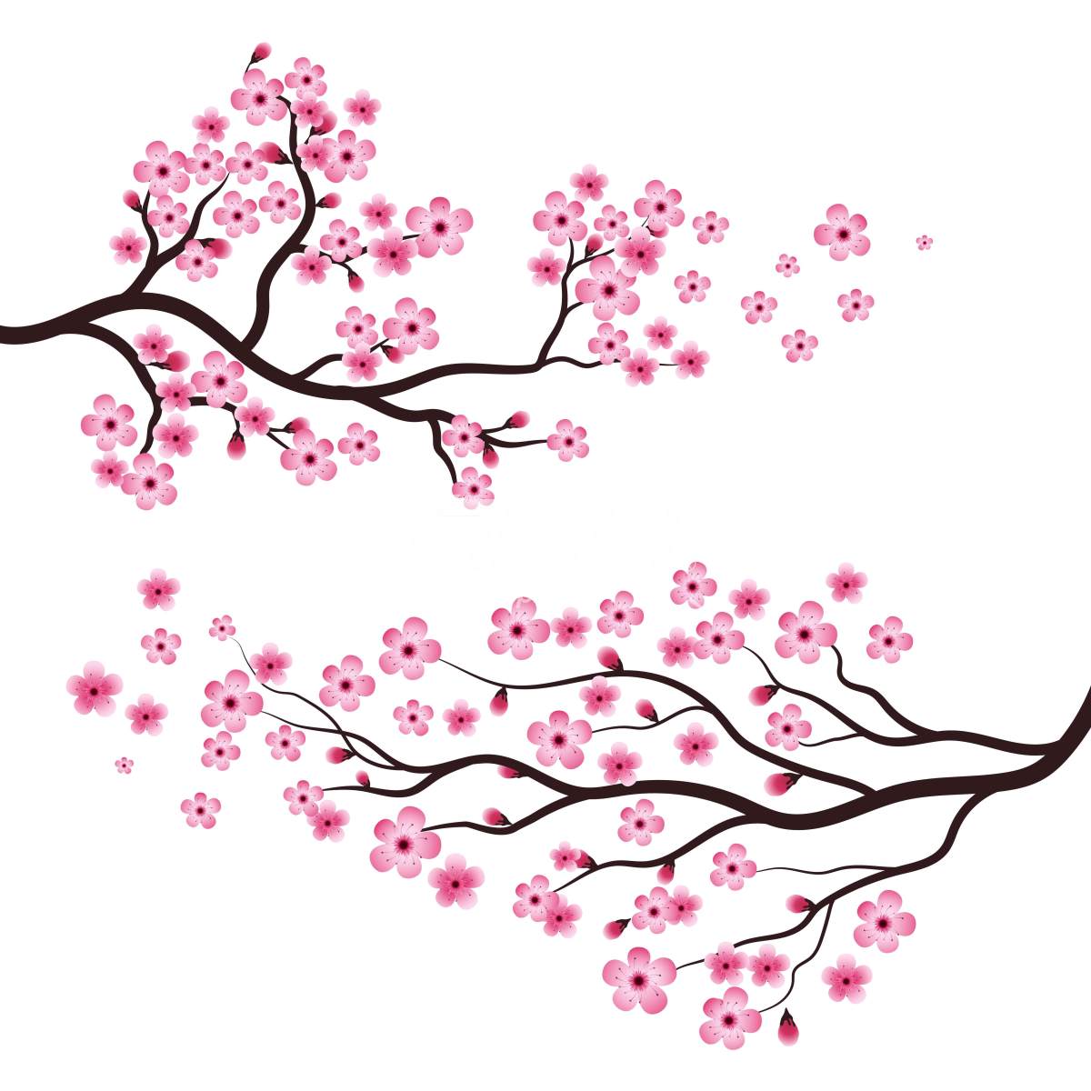 樱花树的树枝