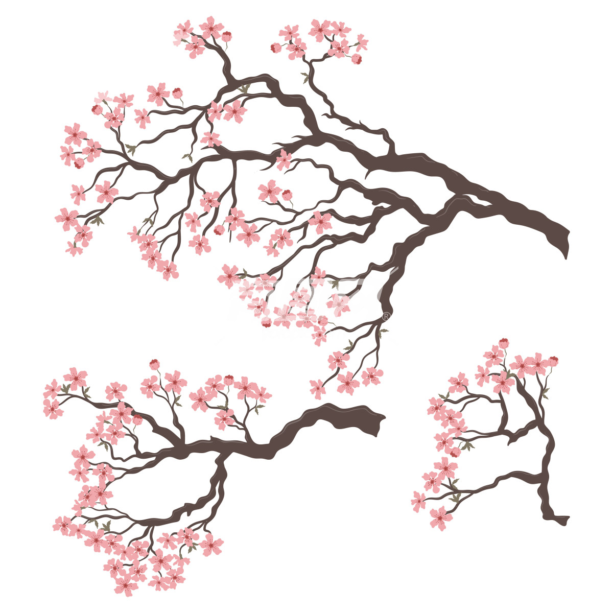 樱花树的树枝