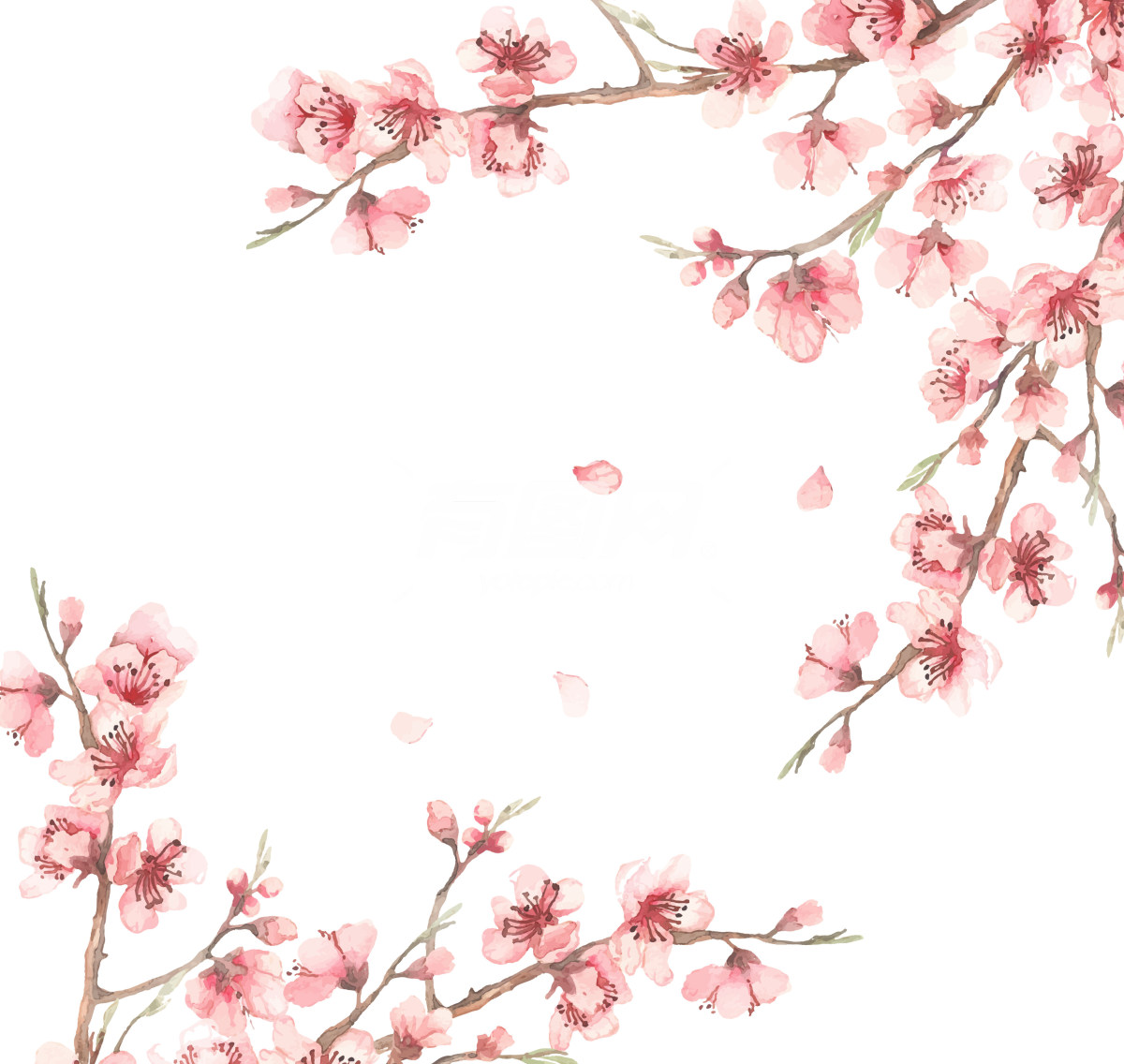 樱花盛开的水彩画