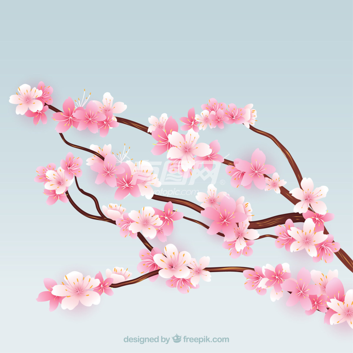 樱花树枝的插画