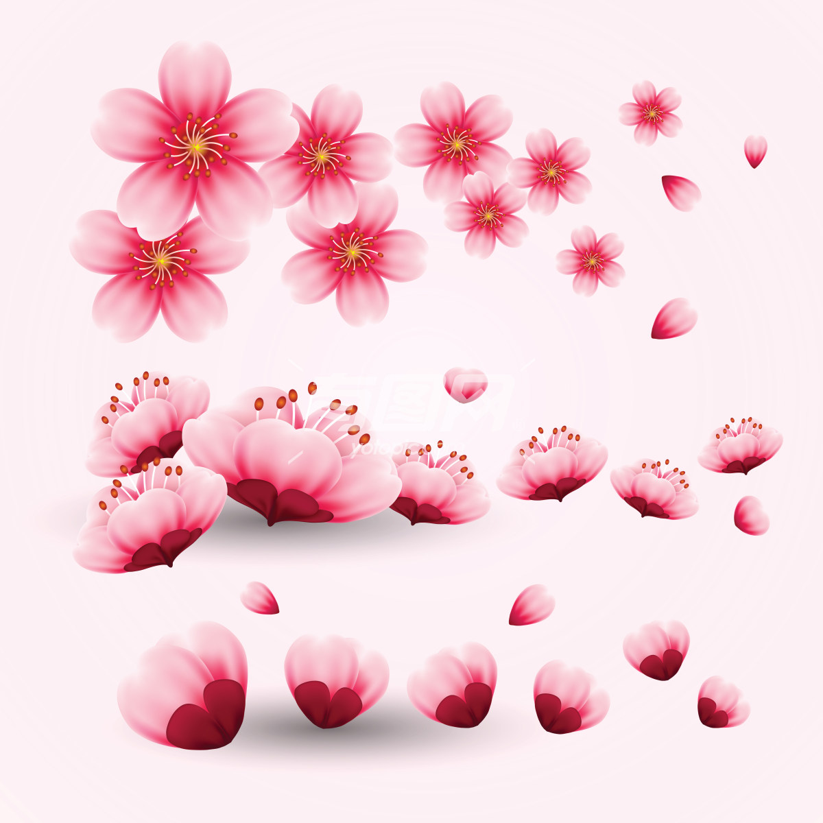 樱花花朵图案