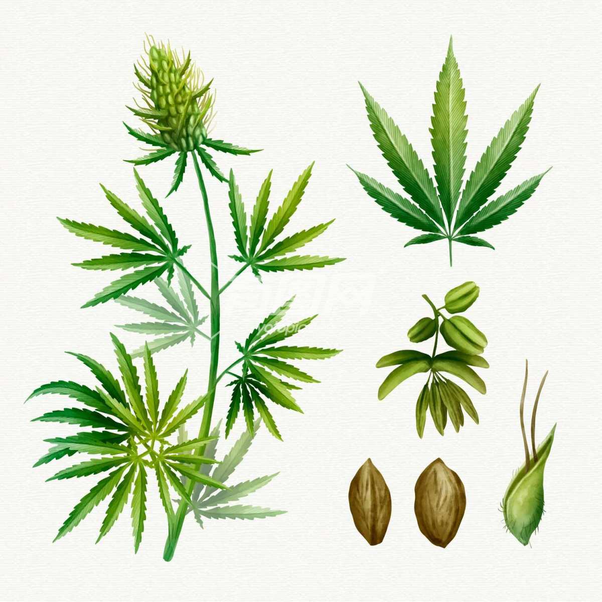 植物大麻叶