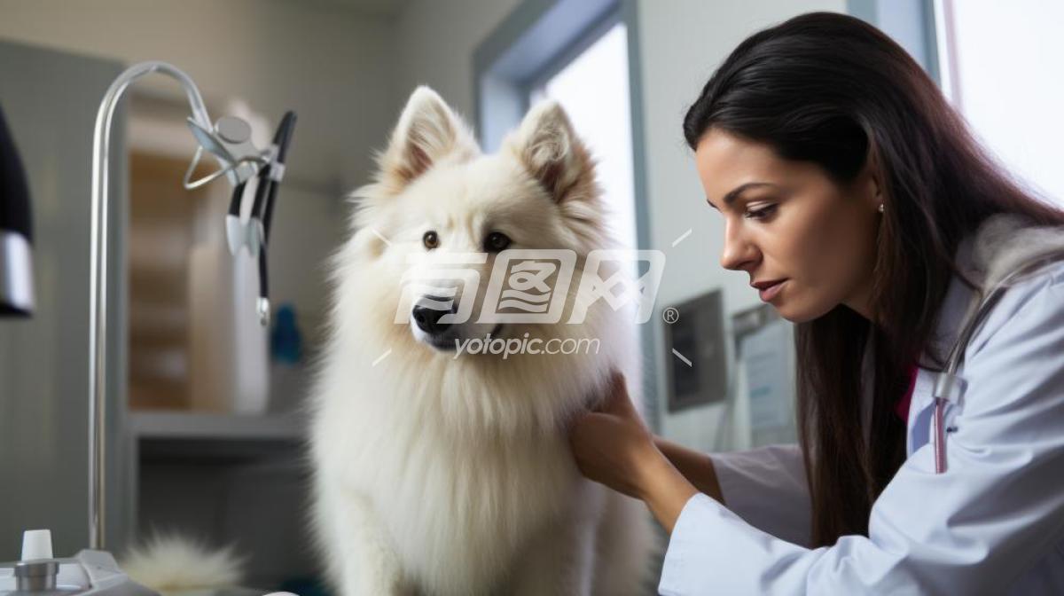 兽医与萨摩耶犬
