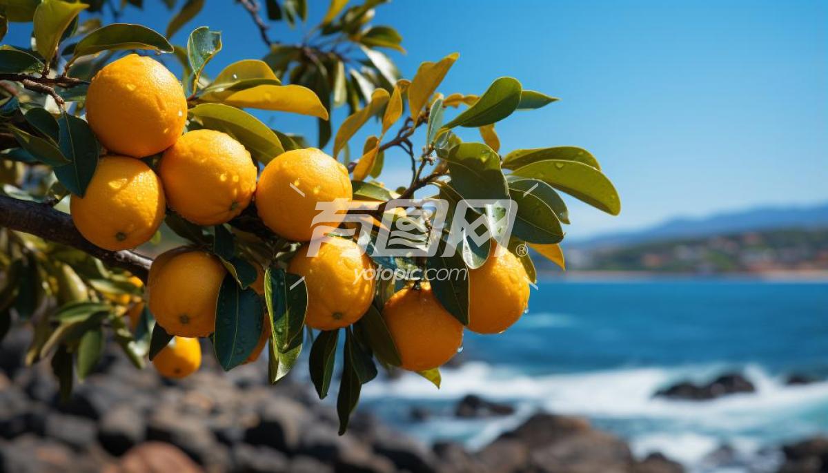 橘子树上的新鲜果实
