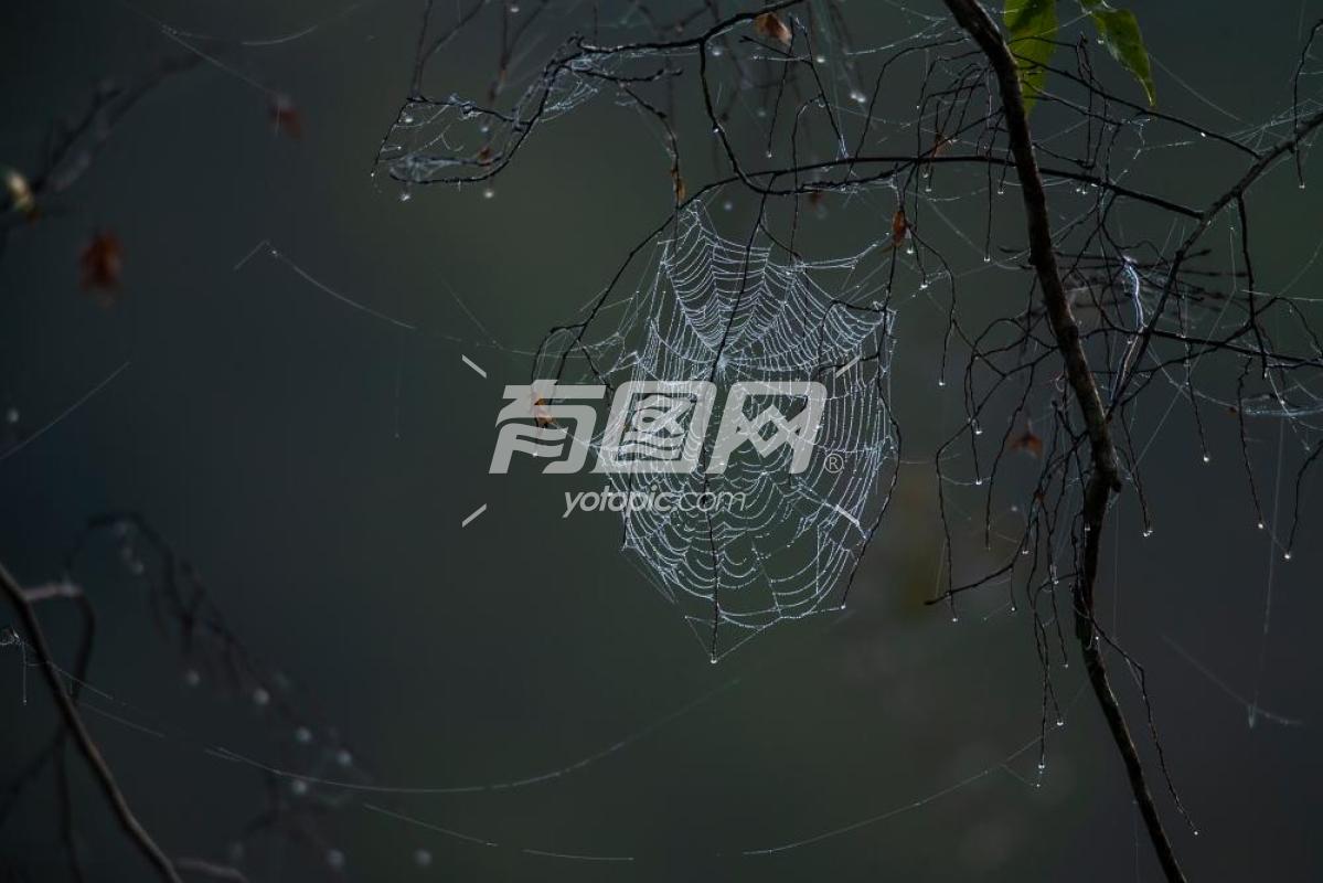 露珠点缀的蜘蛛网