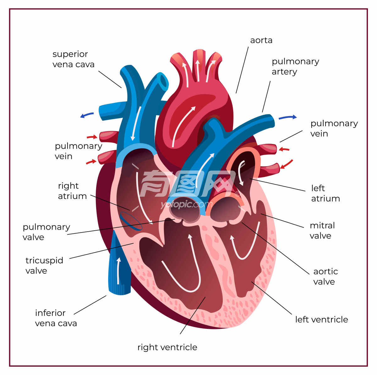 心脏的解剖图