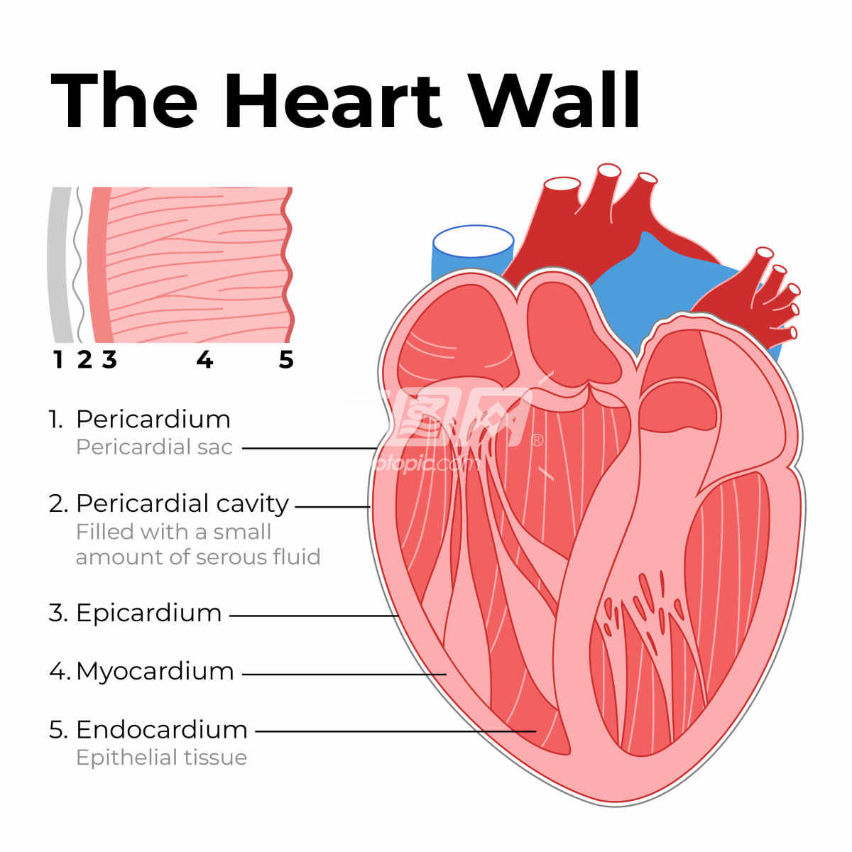 心脏解剖示意图