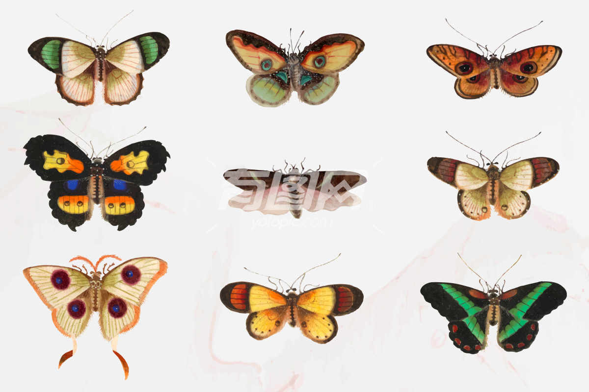 蝴蝶和飞蛾的图片