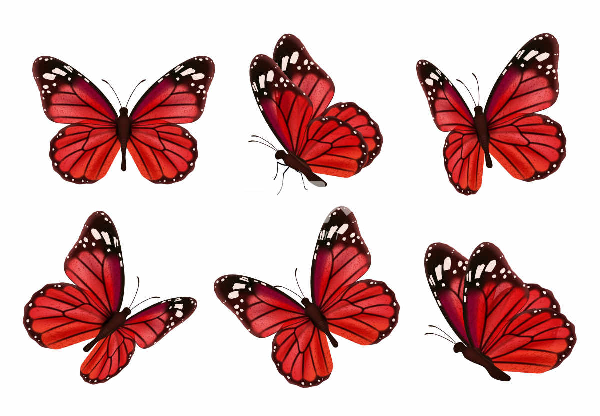 红色蝴蝶展翅飞舞