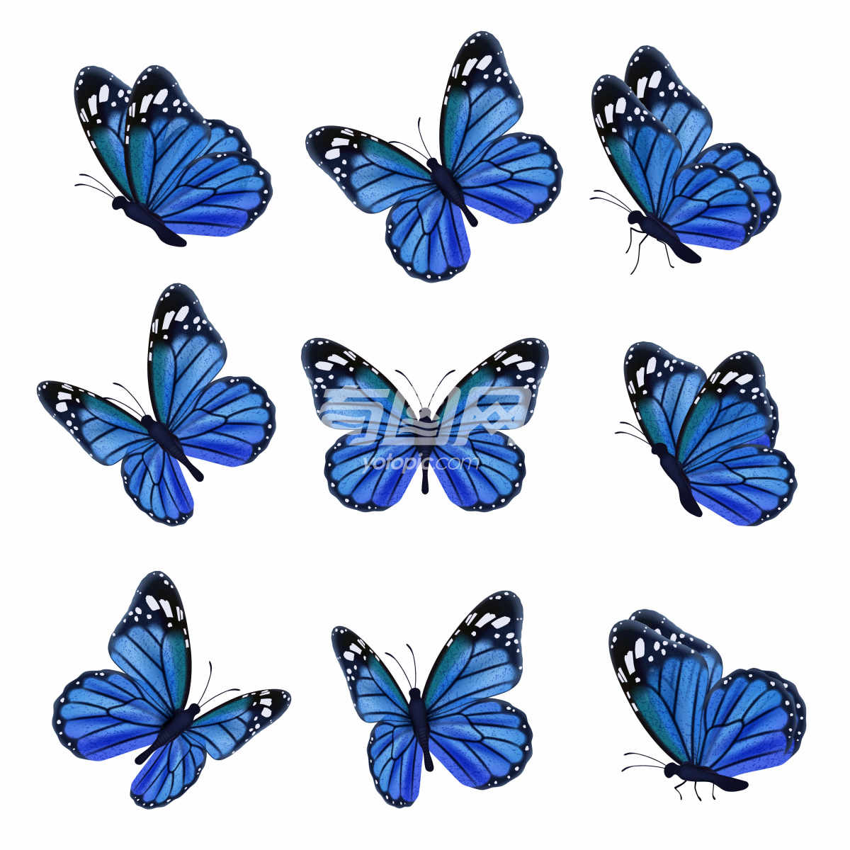 蓝色蝴蝶集合