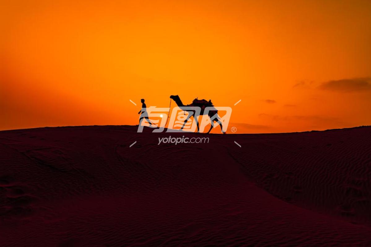 沙漠中的骆驼背影