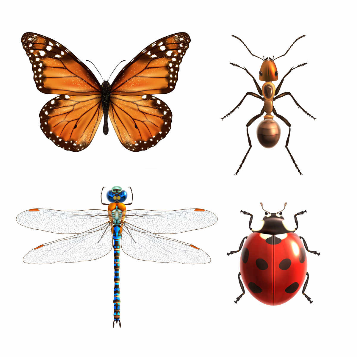 四种昆虫的图片