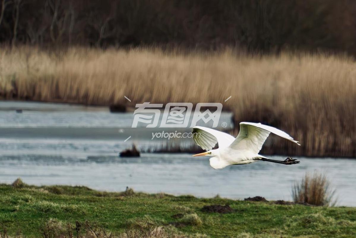 白鹭翱翔于湿地湖泊