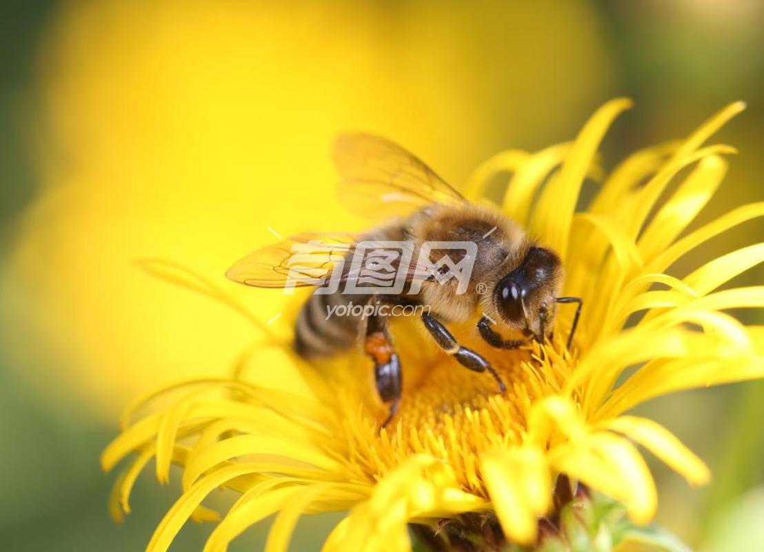 蜜蜂在花朵上采集花蜜