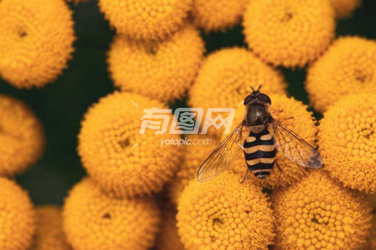 蜜蜂与黄花
