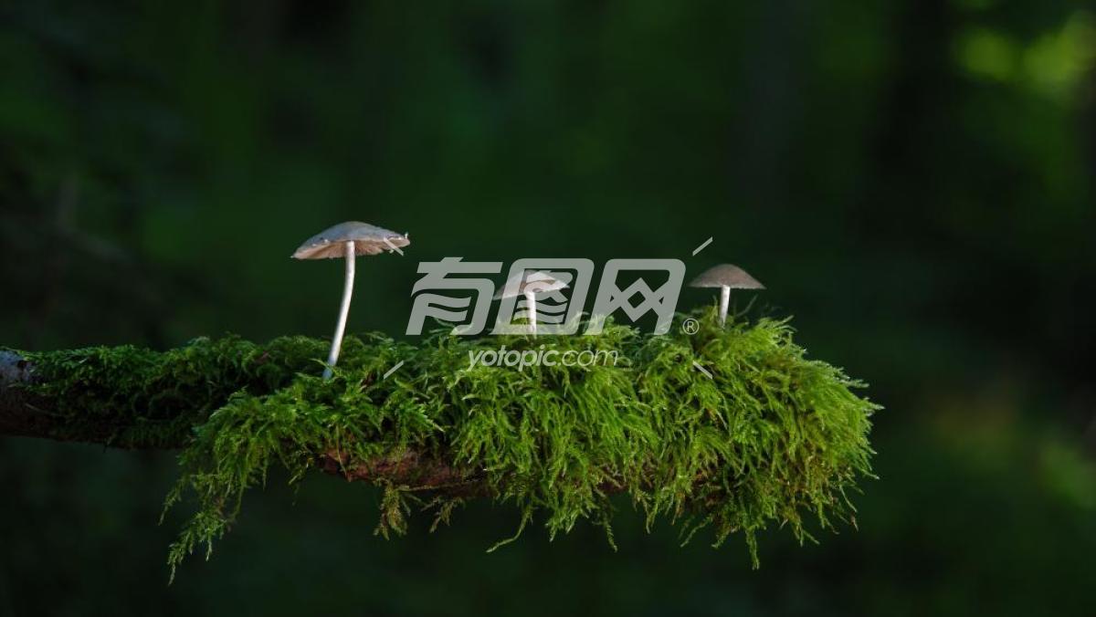 蘑菇与苔藓