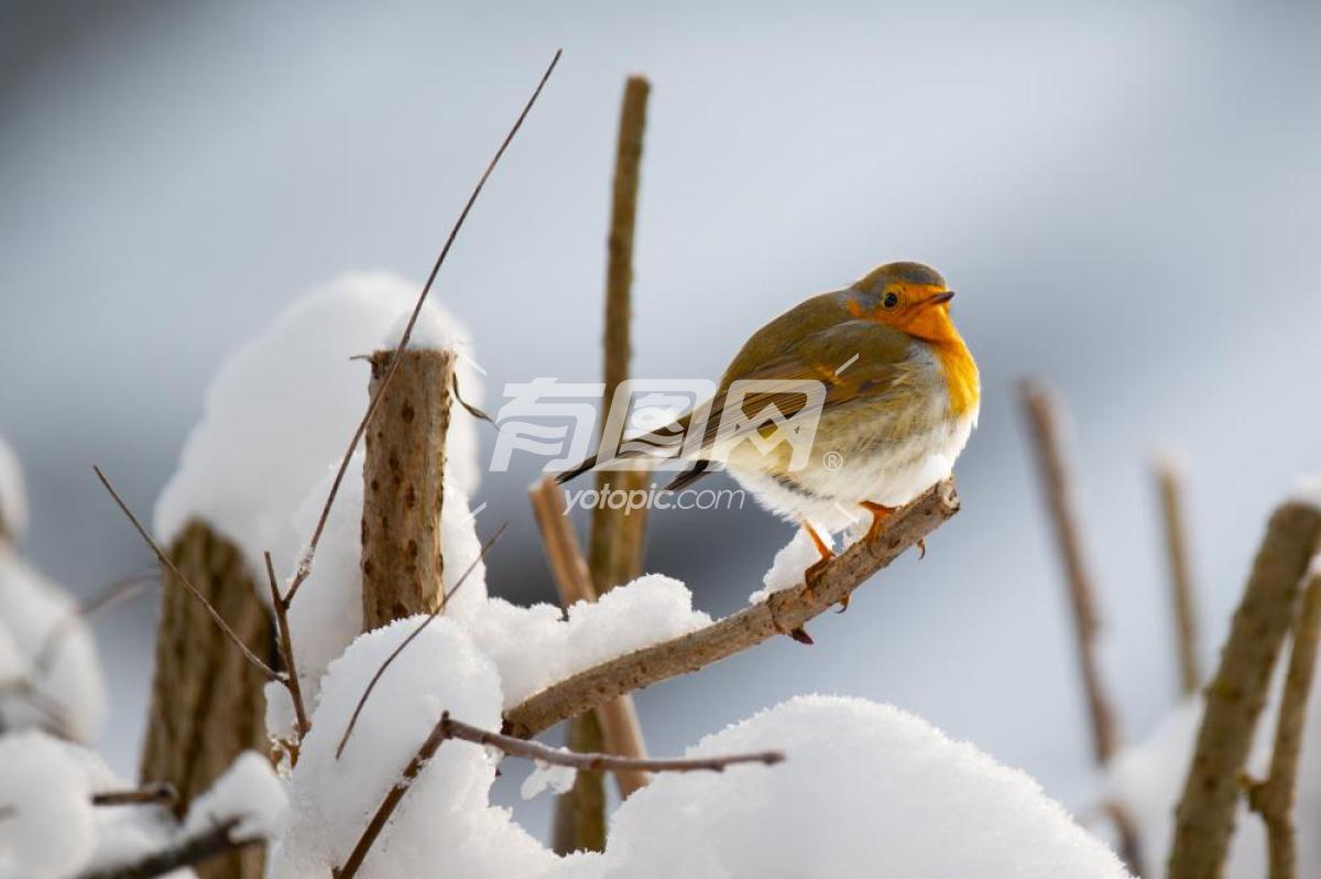 小鸟在雪中的栖息