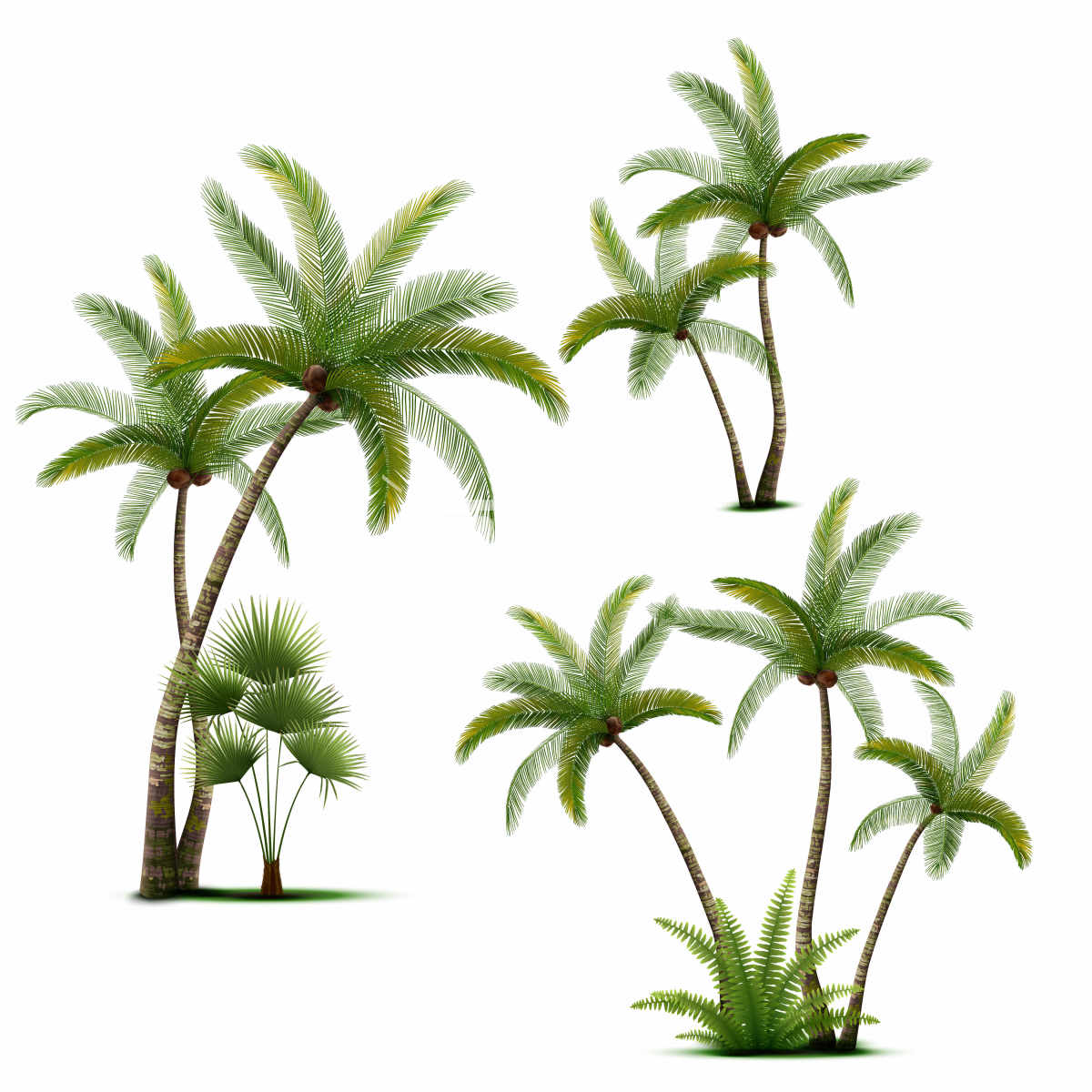 棕榈树和蕨类植物