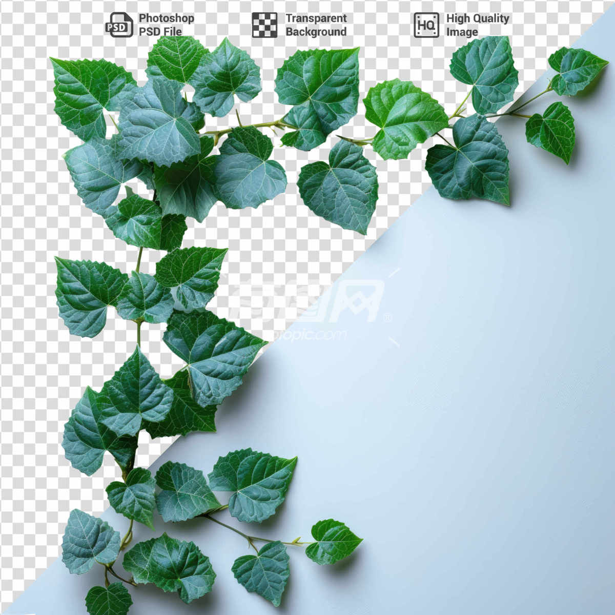 绿色植物PSD素材