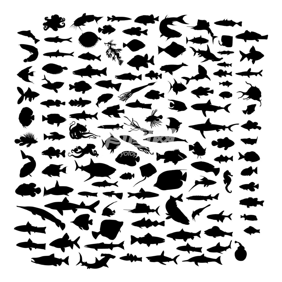 鱼类轮廓