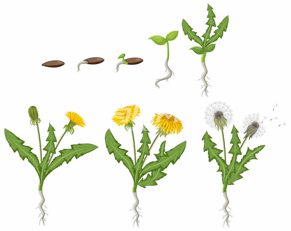 蒲公英植物生长阶段