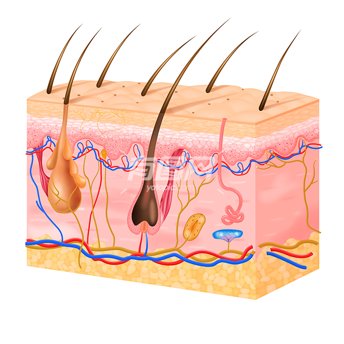 皮肤结构及其层次毛发矢量图