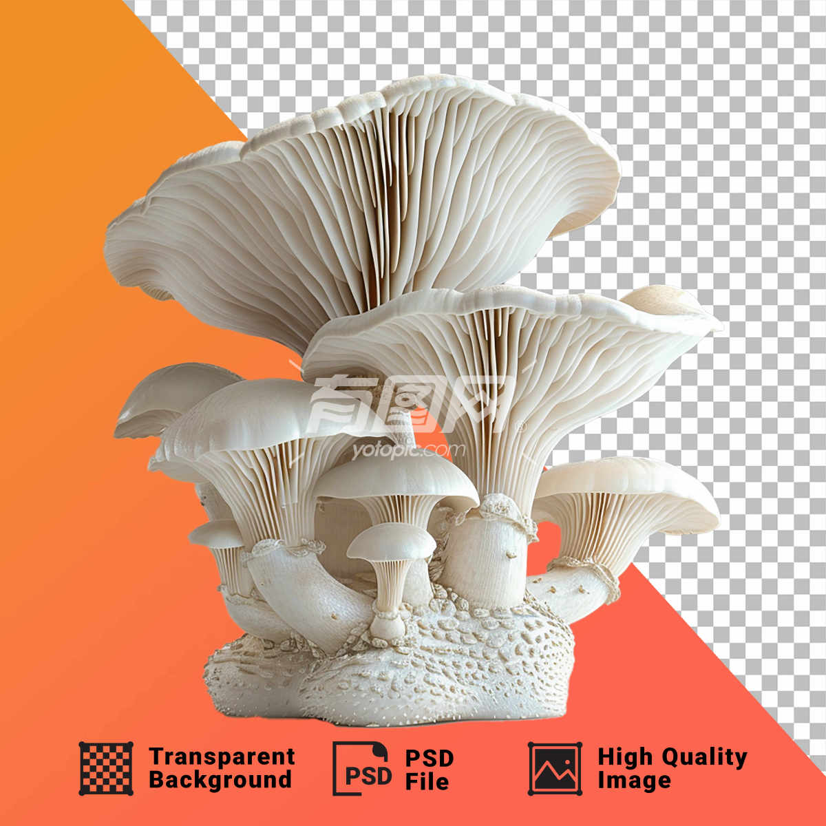 PSD白色蘑菇图案