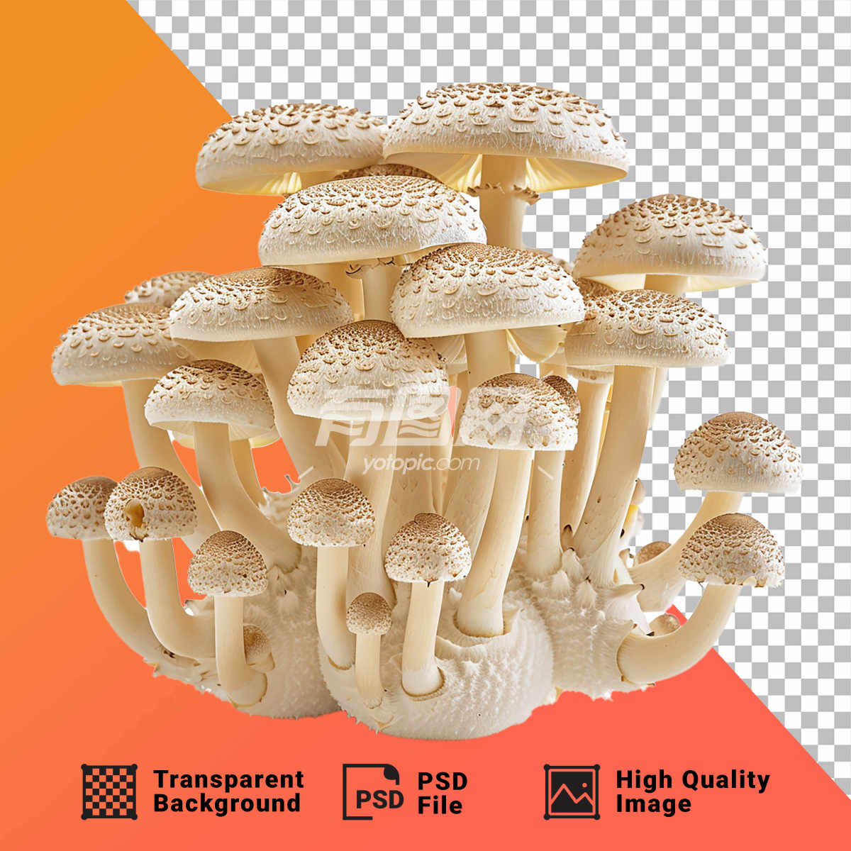 PSD白色蘑菇图案