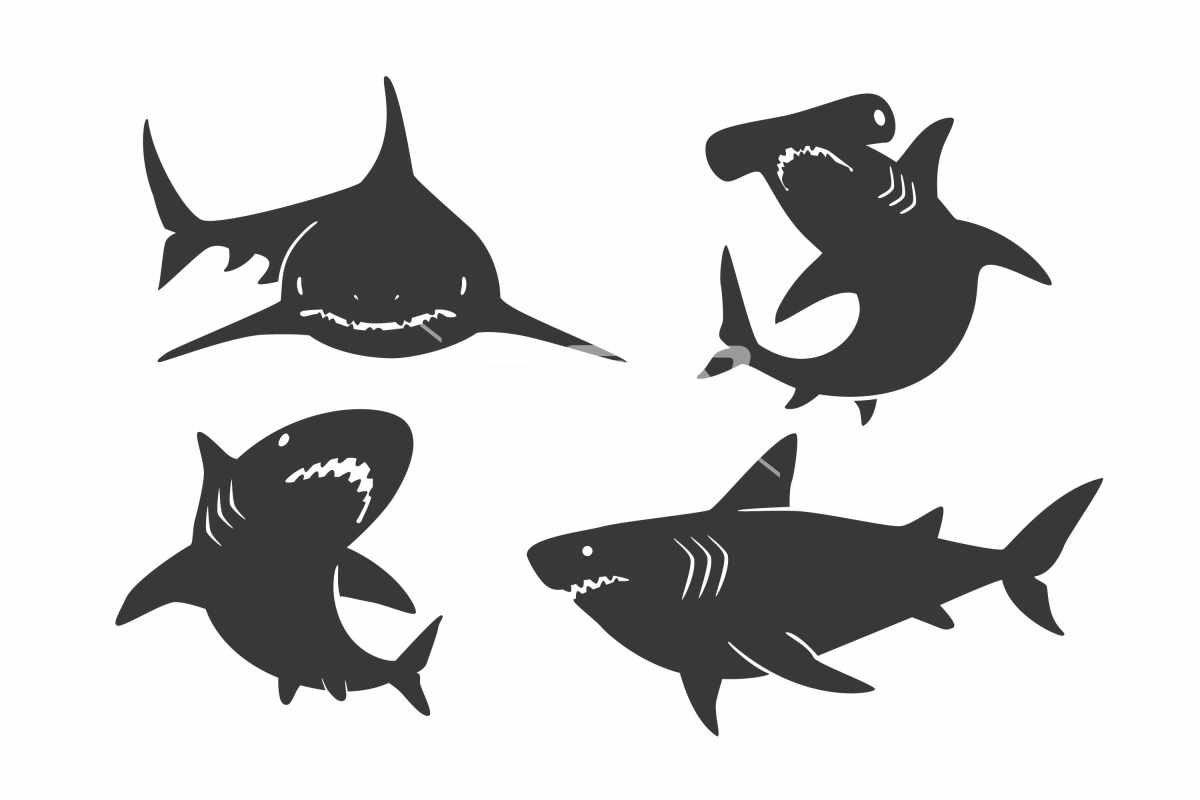 黑白的鲨鱼剪影