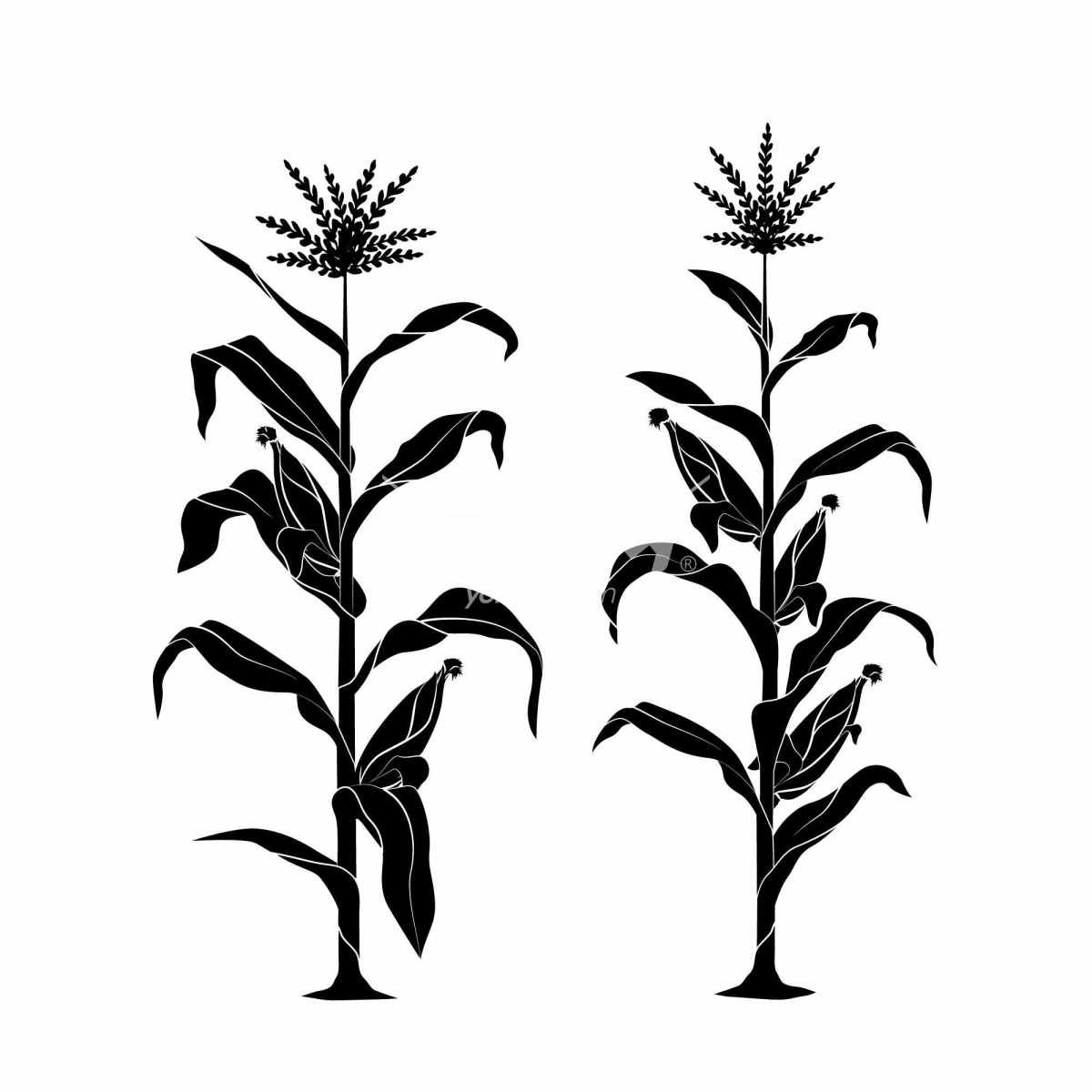 黑白玉米植株插画
