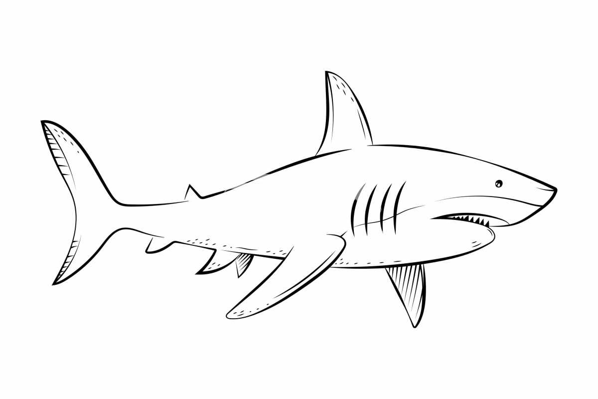 鲨鱼的简笔画