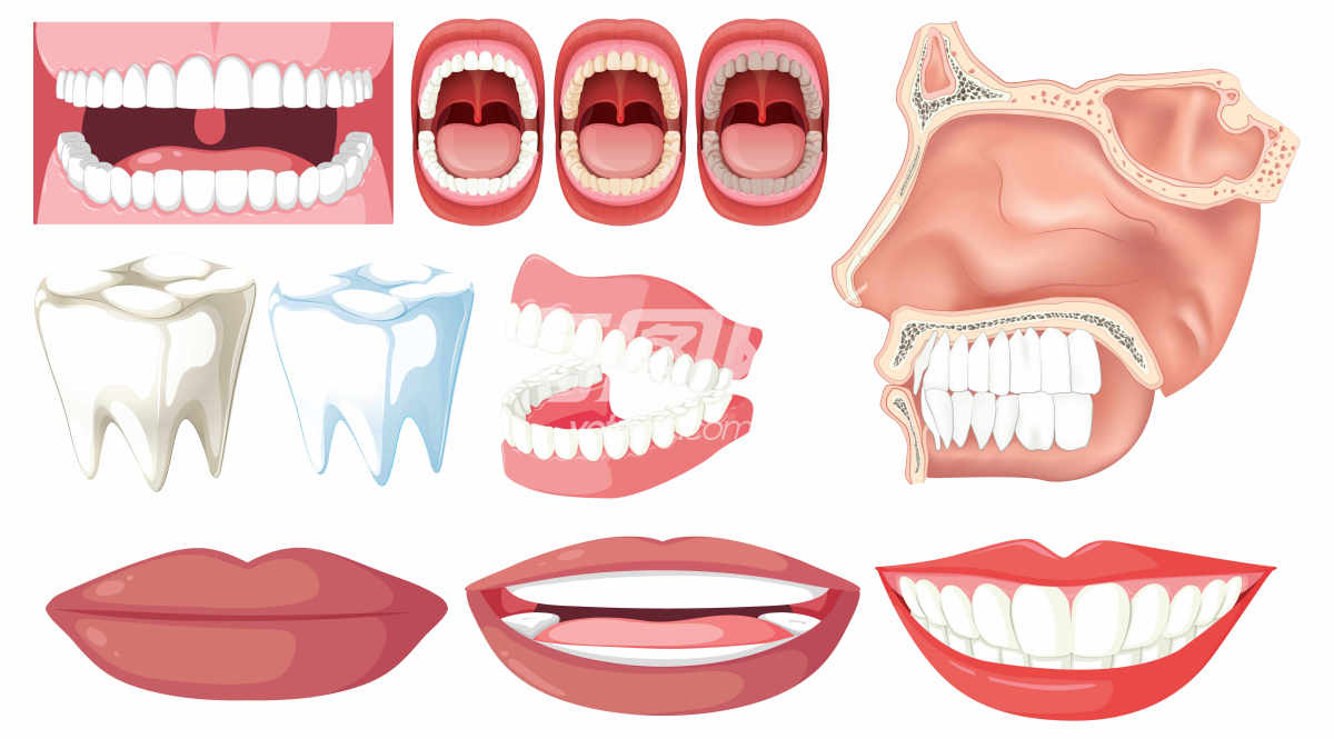 口腔和牙齿的插画