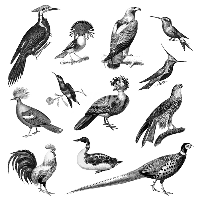 复古插图鸟类
