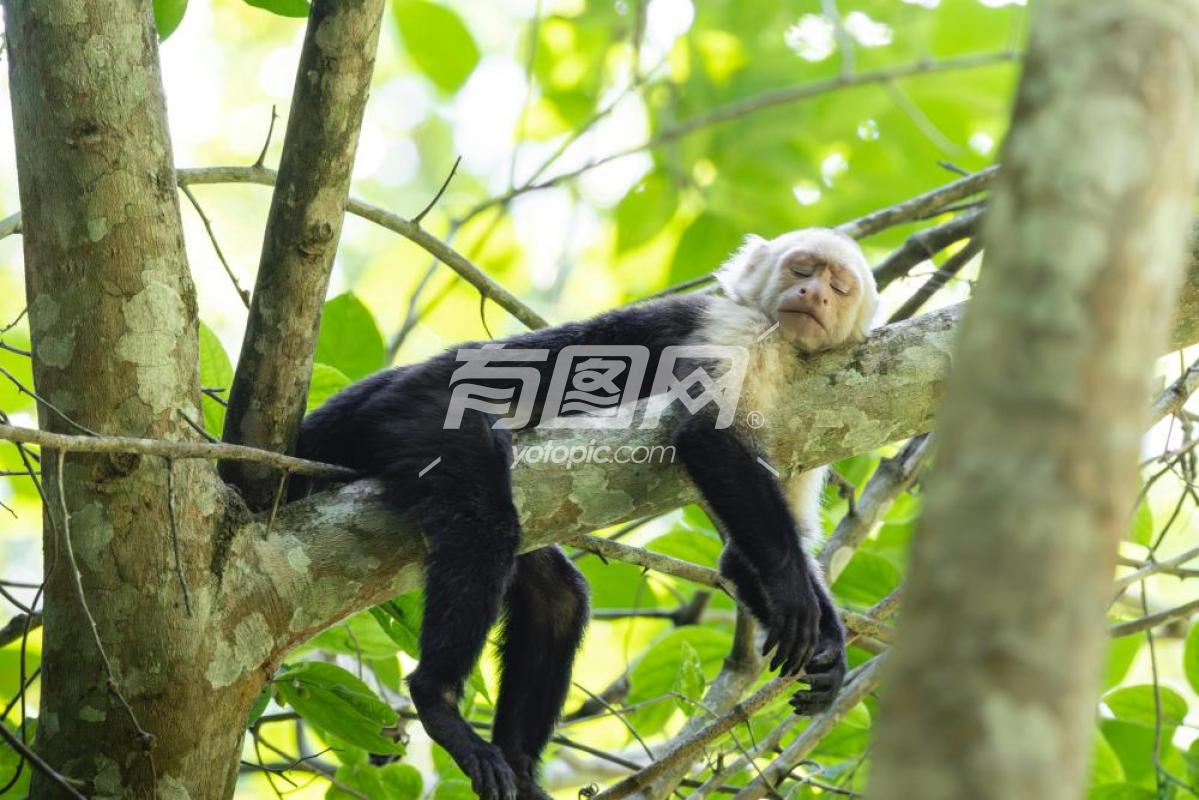 猴子在树上休息