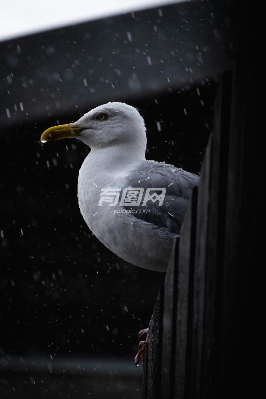 一只海鸥