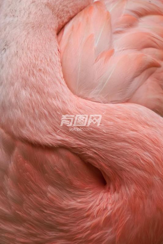 粉红羽毛的曲线