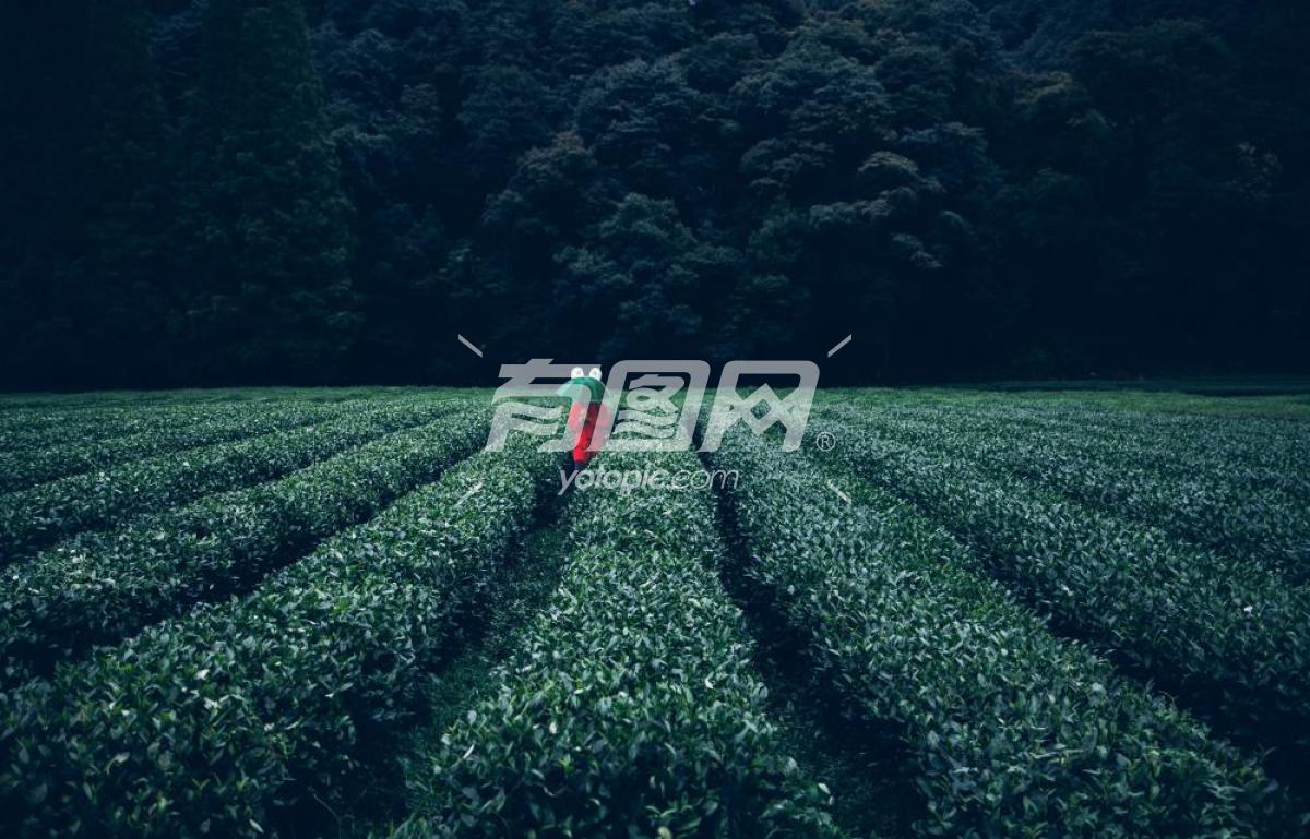 打着伞在茶园中行走