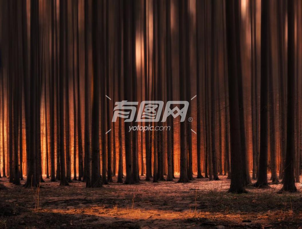 火之森林